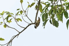 Dendrocopos analis