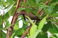 Lonchura leucogastroides