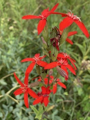 Silene regia