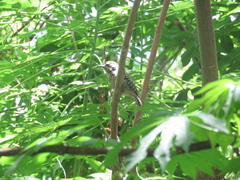 Dryobates mixtus
