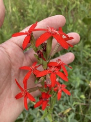 Silene regia
