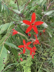 Silene regia