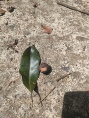 Calophyllum polyanthum