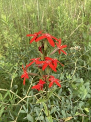 Silene regia