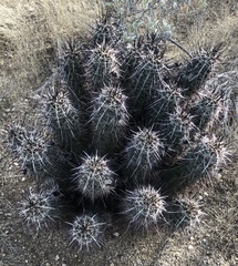 Echinocereus engelmannii fasciculatus