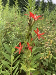 Silene regia