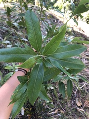 Lithocarpus nantoensis