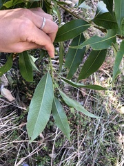 Lithocarpus nantoensis
