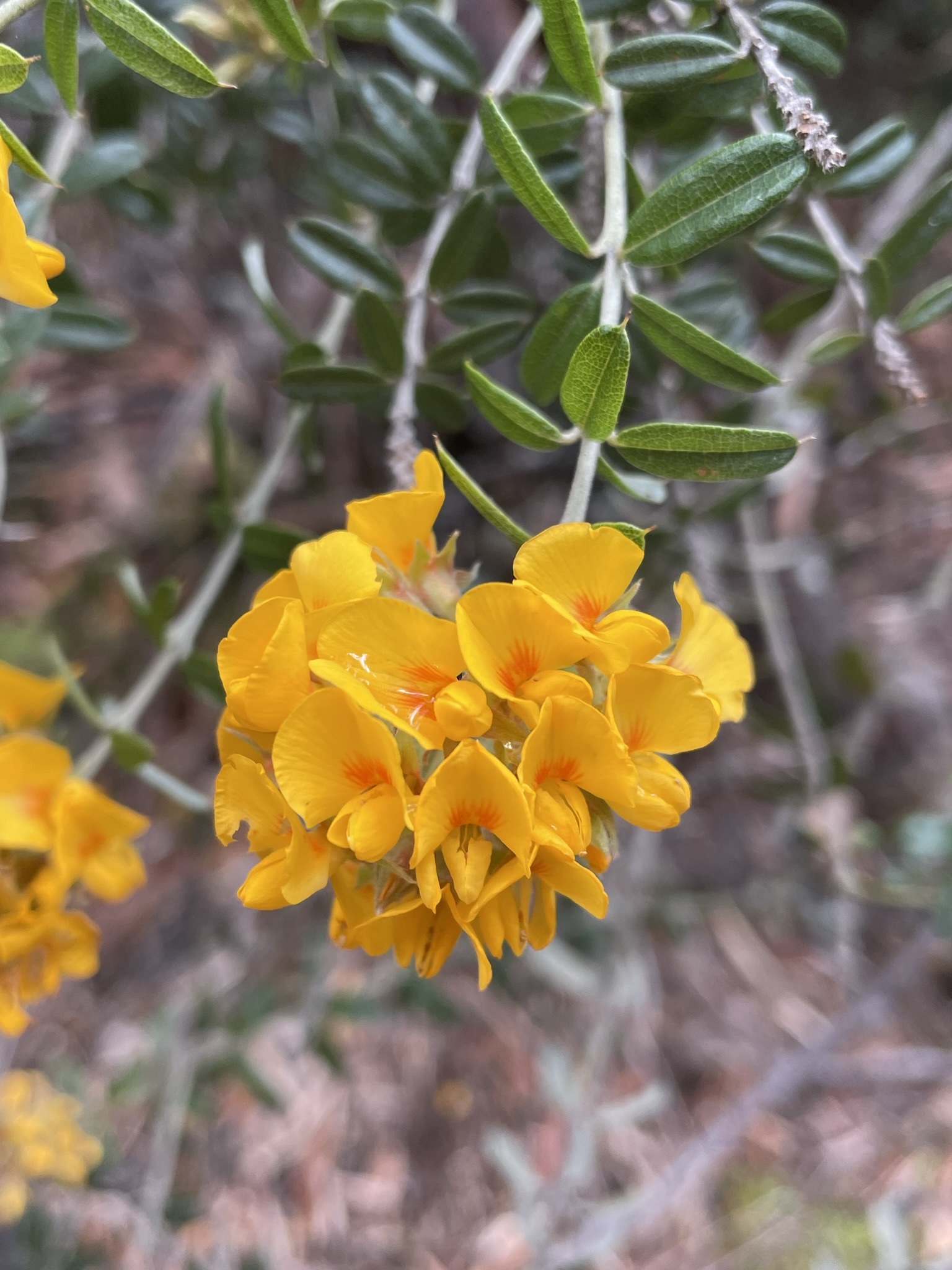 Oxylobium ellipticum