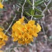 Golden Shaggy-Pea - Photo (c) Matt Berger, some rights reserved (CC BY), uploaded by Matt Berger