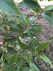 Lithocarpus nantoensis