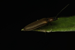 Denticollis linearis