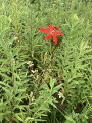 Silene regia