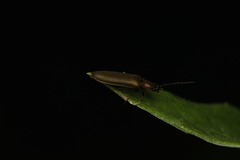 Denticollis linearis