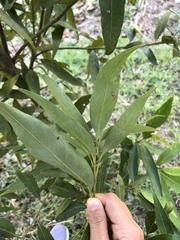 Lithocarpus amygdalifolius