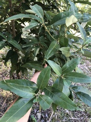 Lithocarpus shinsuiensis
