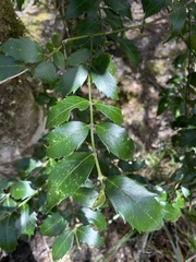 Atherosperma moschatum