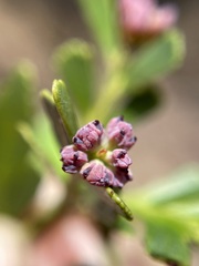 Phyllocladus aspleniifolius