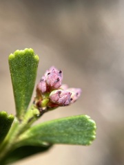Phyllocladus aspleniifolius