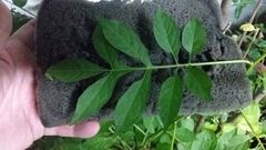 Fraxinus berlandieriana