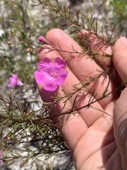 Agalinis filifolia
