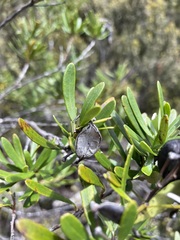 Lomatia polymorpha