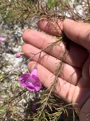 Agalinis filifolia