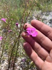 Agalinis filifolia