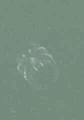 Mnemiopsis leidyi