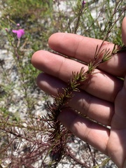 Agalinis filifolia