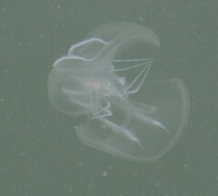 Mnemiopsis leidyi