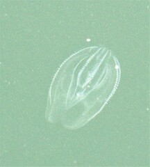 Mnemiopsis leidyi