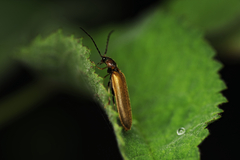 Denticollis linearis