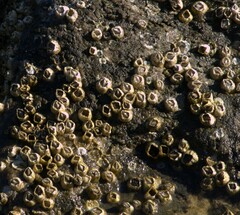 Amphibalanus improvisus