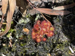Drosera peltata