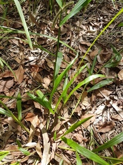 Paspalum mandiocanum