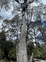 Eucalyptus amygdalina