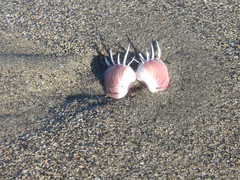 Hysteroconcha lupanaria