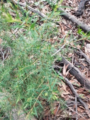 Melaleuca linariifolia