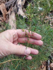Melaleuca linariifolia