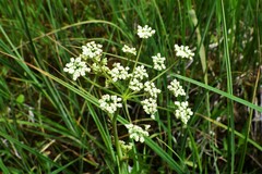Cicuta virosa