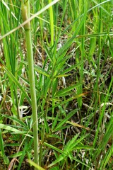 Cicuta virosa