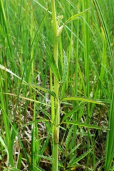 Cicuta virosa