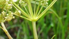 Cicuta virosa