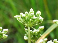 Cicuta virosa