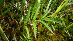 Cicuta virosa