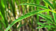 Cicuta virosa