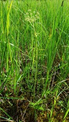 Cicuta virosa