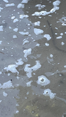 Myrichthys colubrinus