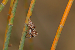 Paraphilaeus daemeli